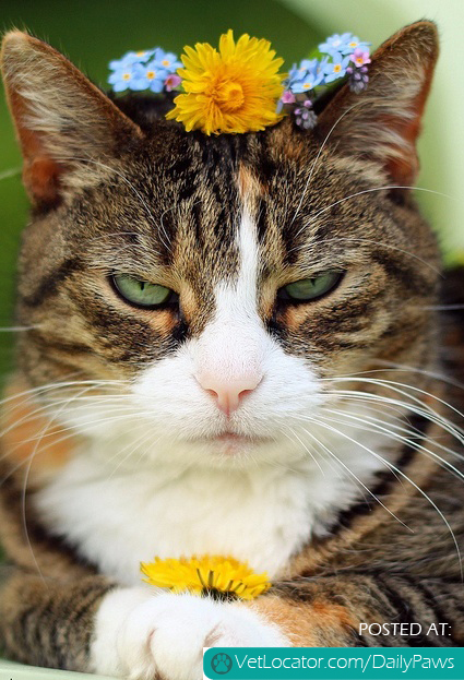 Boho Kitty.