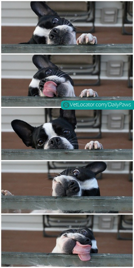 Boston Terrier.