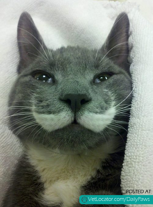 Mr. Moustache