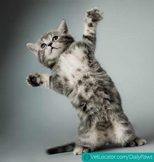 cat-dancing.jpg