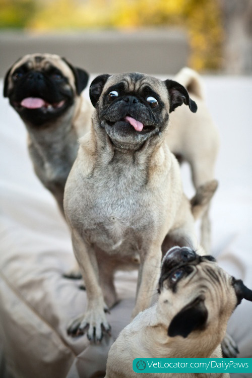 crazy pugs