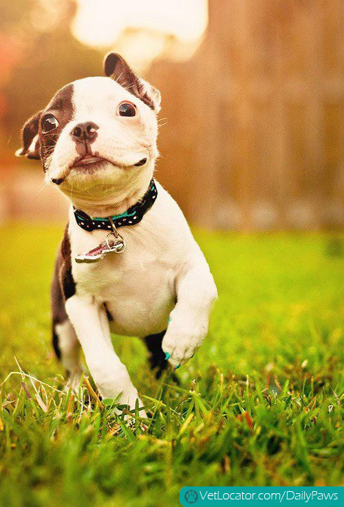 dog-days-of-summer-03.jpg