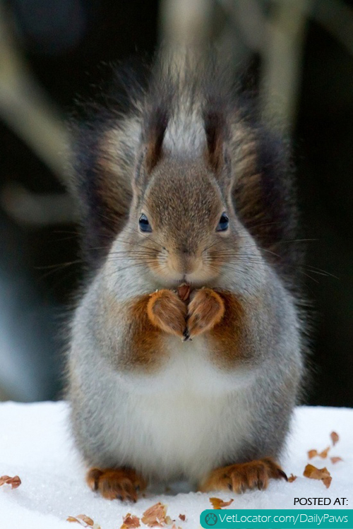 heart paws.