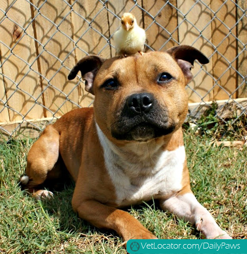 pit-bull-springtime-friends-03