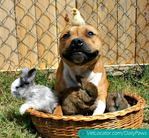 pit-bull-springtime-friends-06