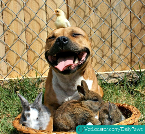 pit-bull-springtime-friends-07