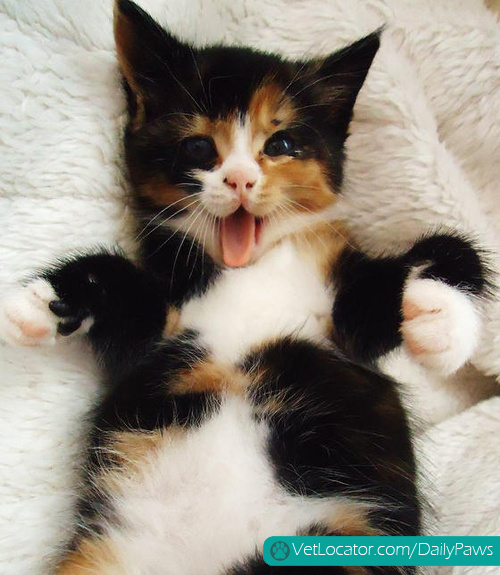 tickle my belly