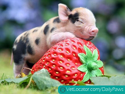 Berry cute piglet