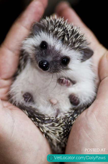 Little Hedgehog