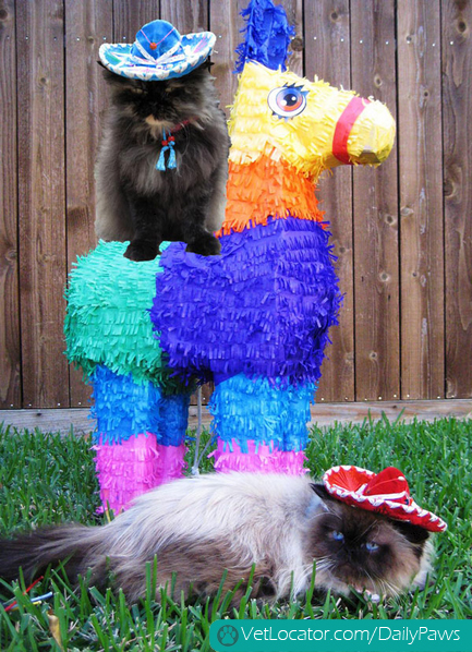 adorable-pets-get-into-the-spirit-of-cinco-de-mayo-01