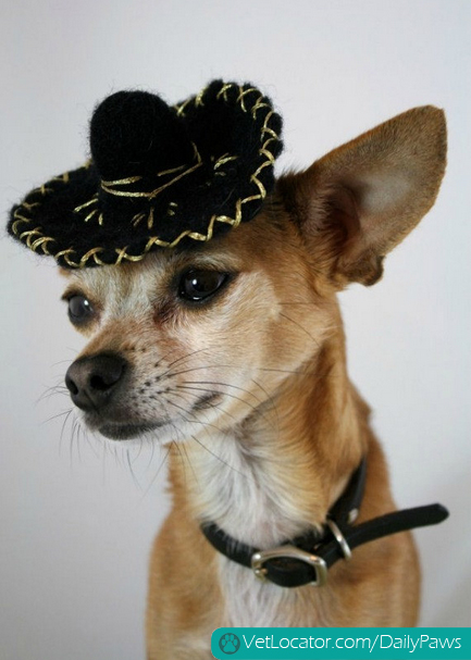 adorable-pets-get-into-the-spirit-of-cinco-de-mayo-02