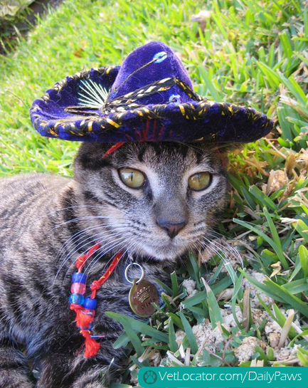 adorable-pets-get-into-the-spirit-of-cinco-de-mayo-03