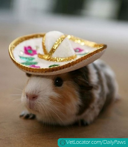 adorable-pets-get-into-the-spirit-of-cinco-de-mayo-04