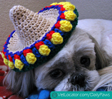 adorable-pets-get-into-the-spirit-of-cinco-de-mayo-07