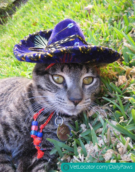 adorable-pets-get-into-the-spirit-of-cinco-de-mayo-08