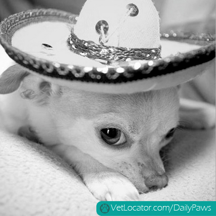 adorable-pets-get-into-the-spirit-of-cinco-de-mayo-09