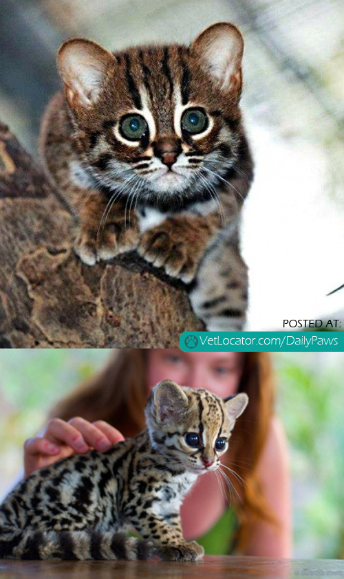 baby ocelot