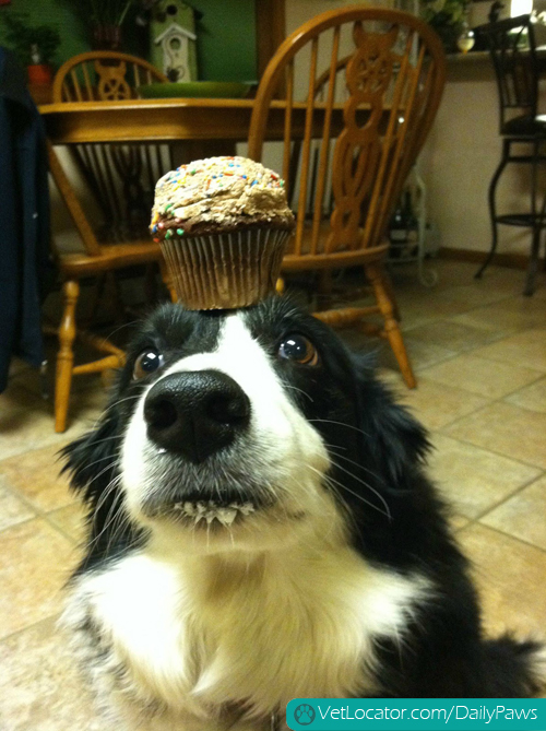border-collie-balancing-things-on-her-head-01