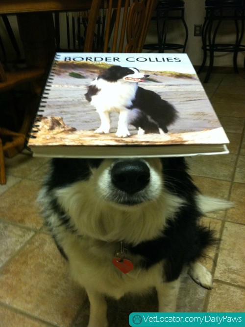 border-collie-balancing-things-on-her-head-02