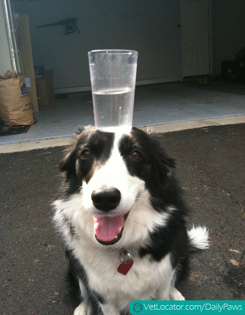 border-collie-balancing-things-on-her-head-03