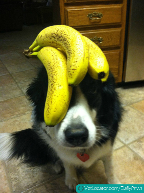 border-collie-balancing-things-on-her-head-04