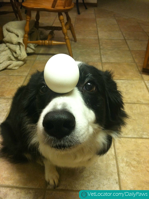 border-collie-balancing-things-on-her-head-05