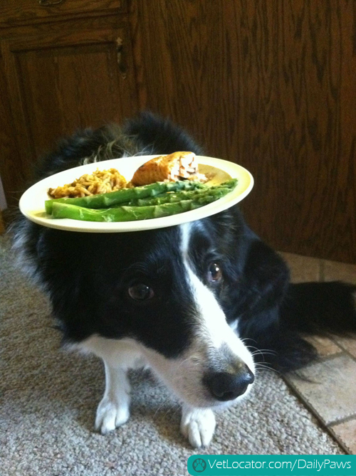 border-collie-balancing-things-on-her-head-06