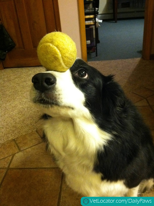 border-collie-balancing-things-on-her-head-07