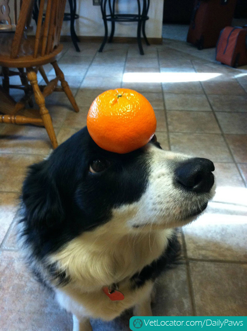 border-collie-balancing-things-on-her-head-08
