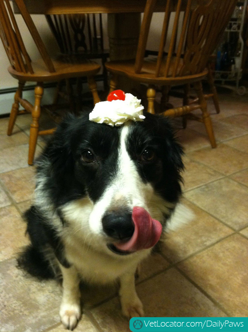 border-collie-balancing-things-on-her-head-09