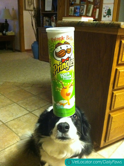 border-collie-balancing-things-on-her-head-10