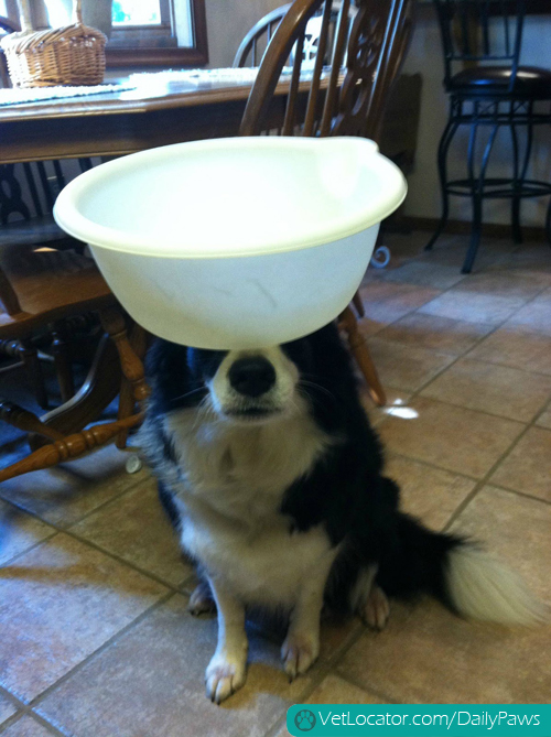 border-collie-balancing-things-on-her-head-11