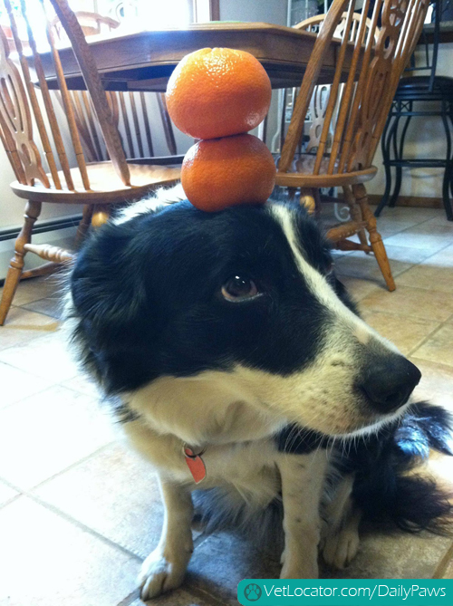 border-collie-balancing-things-on-her-head-12