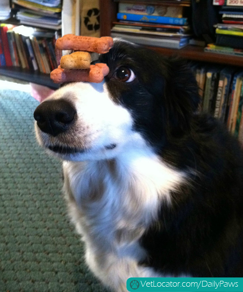 border-collie-balancing-things-on-her-head-13