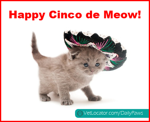 cinco-de-meow