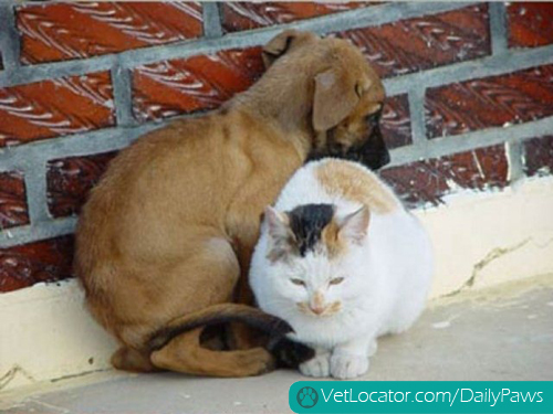 dog-cat-love-03