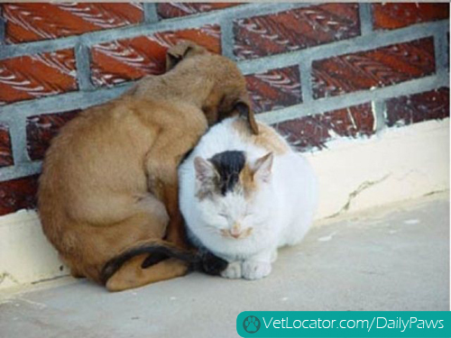 dog-cat-love-04