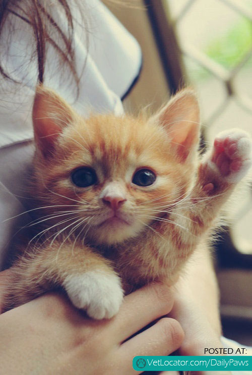 kitty-cute