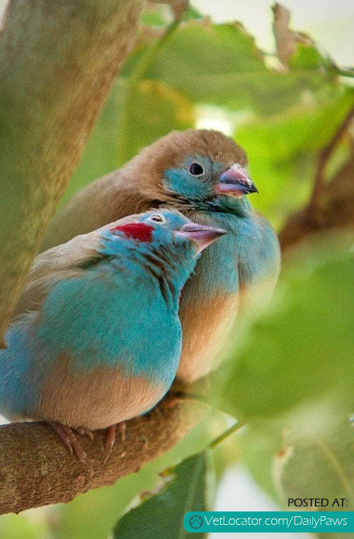 sweet bird love