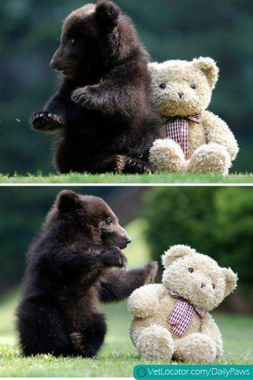 teddy & bear