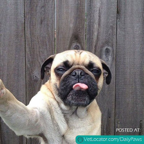 Pug Selfie