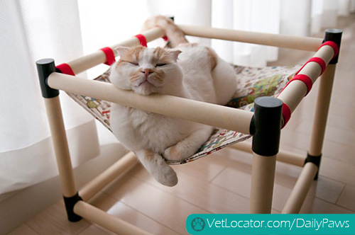 Cats Celebrating Labor Day Daily Paws