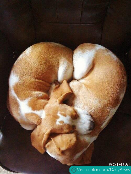 Heart shaped puppies