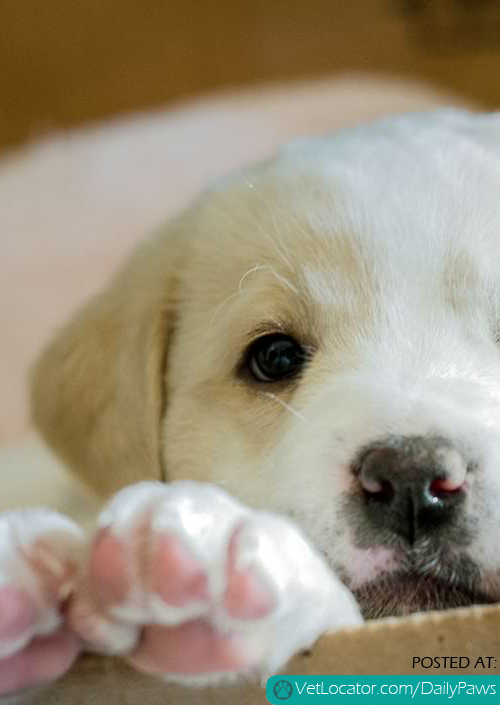 Little pink puppy paws