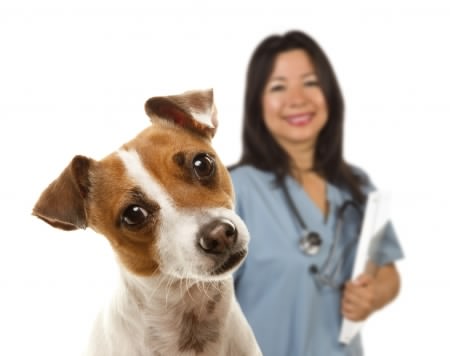 We want to know about your pet's vet
