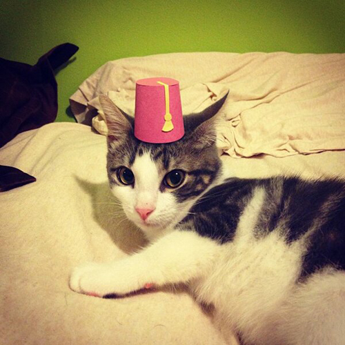 three-legged-kitty-wears-tiny-paper-hats-02