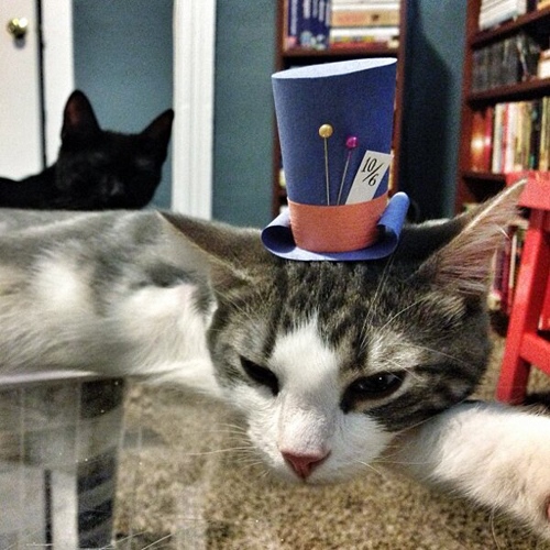 three-legged-kitty-wears-tiny-paper-hats-03