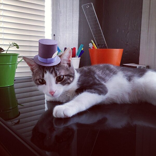 three-legged-kitty-wears-tiny-paper-hats-04