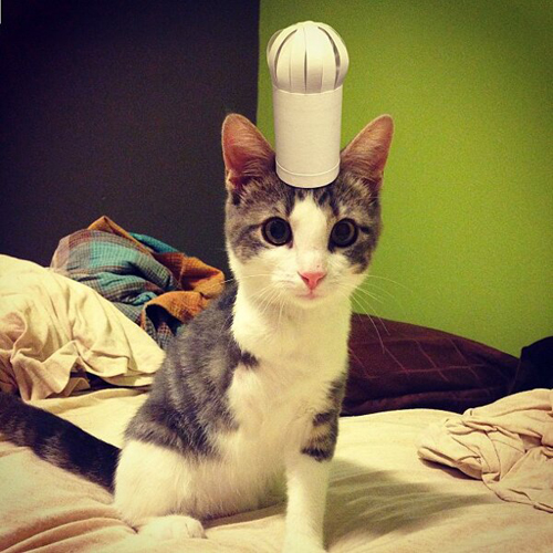 three-legged-kitty-wears-tiny-paper-hats-07