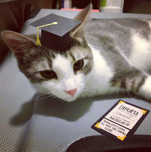 three-legged-kitty-wears-tiny-paper-hats-12